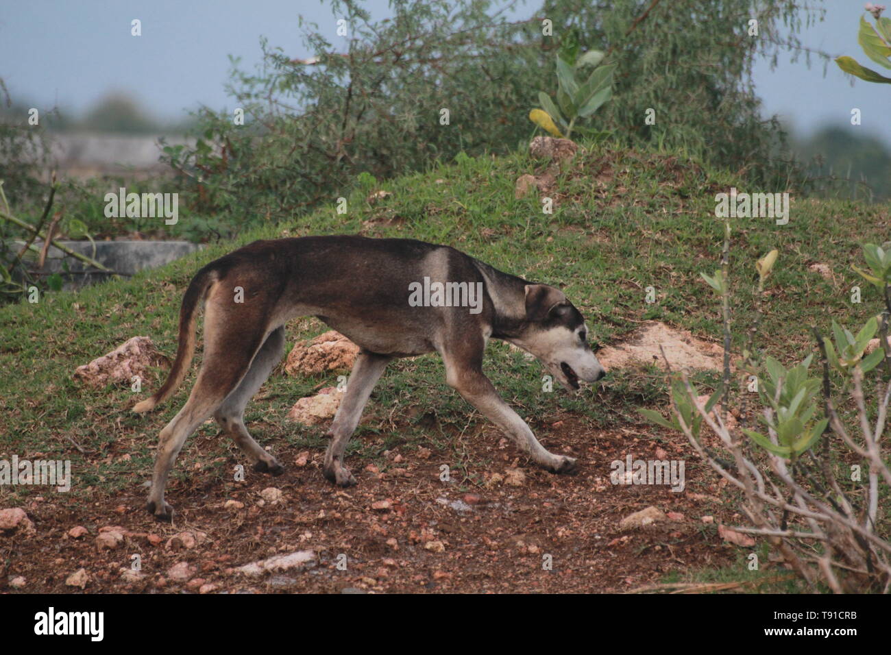 A guadagnare il cane Foto Stock