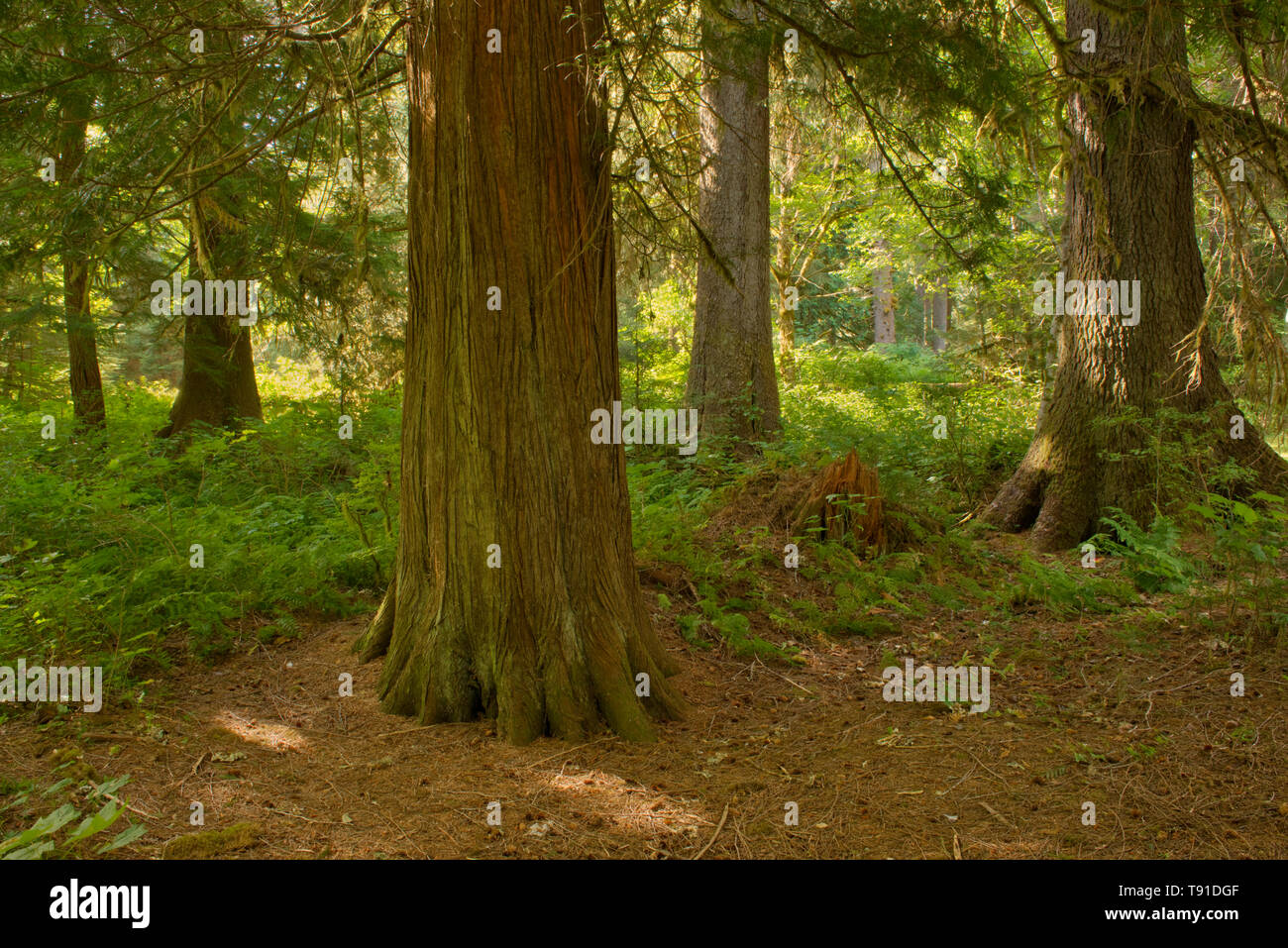 Foresta lungo il fiume Exchampsiks Exchampsiks Fiume Parco Provinciale della Columbia britannica in Canada Foto Stock