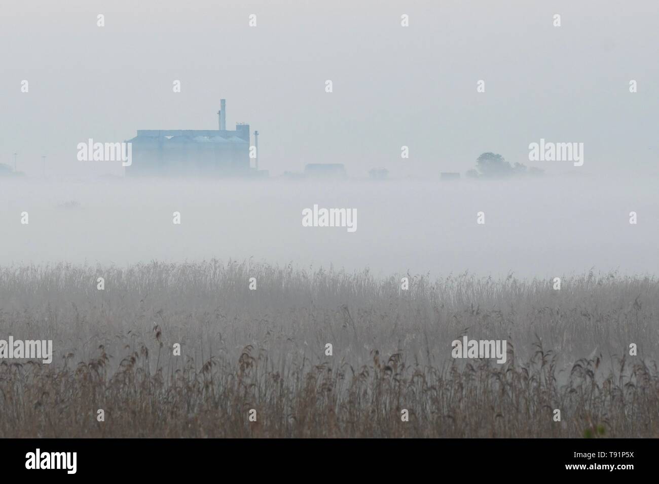 Cantley, Norfolk Broads, Inghilterra, Regno Unito. 16 Maggio, 2019. uk meteo - British Sugar factory a Cantley su Norfolk Broads e avvolto in early morning mist creando una sensazione invernale davanti a un altro giorno di cielo azzurro e sole brillante Credito: Kay Roxby/Alamy Live News Foto Stock