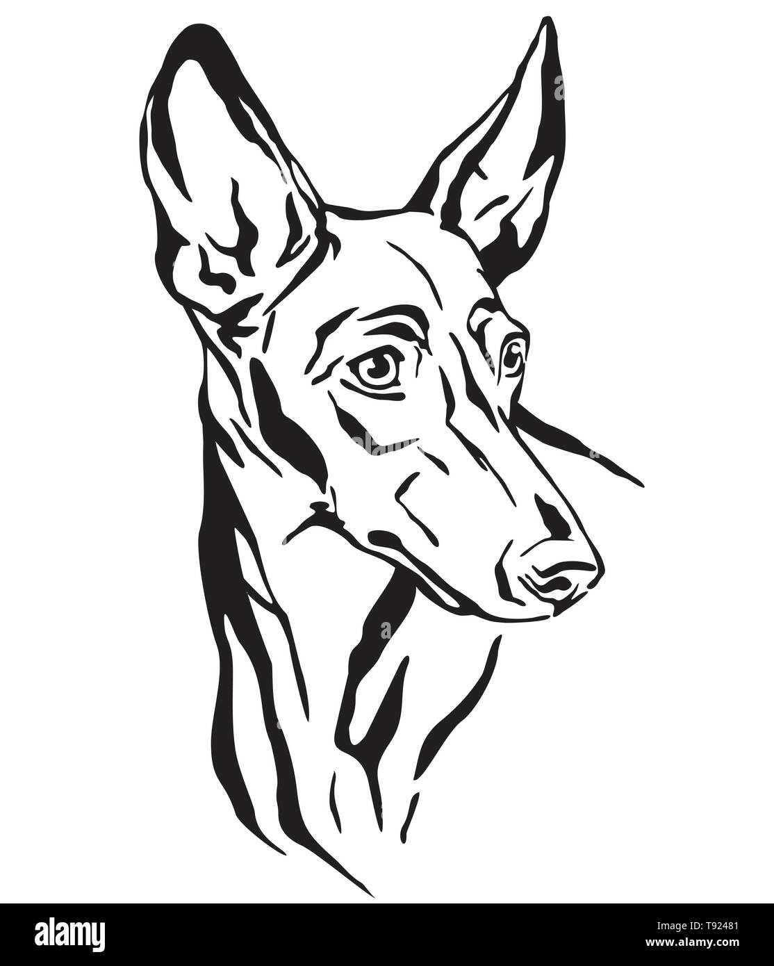 Profilo decorativo ritratto di Cirneco dell' Etna cane cercando di profilo, illustrazione vettoriale in colore nero isolato su sfondo bianco. Immagine per d Illustrazione Vettoriale