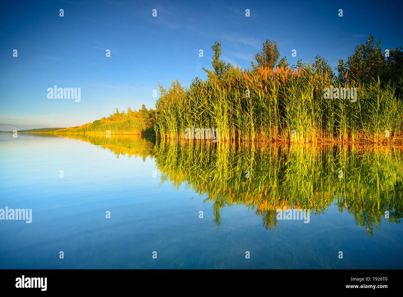 Tranquillo Lago con ance sulla riva, acqua riflessione, Geiseltalsee, il più grande lago artificiale in Germania, Sassonia-Anhalt, Germania Foto Stock