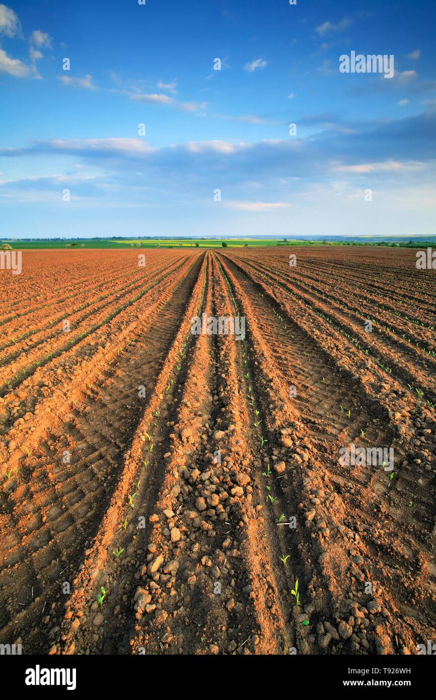 I solchi, arata ed erpicò campo di mais con i primi germogli in primavera, Sassonia-Anhalt, Germania Foto Stock