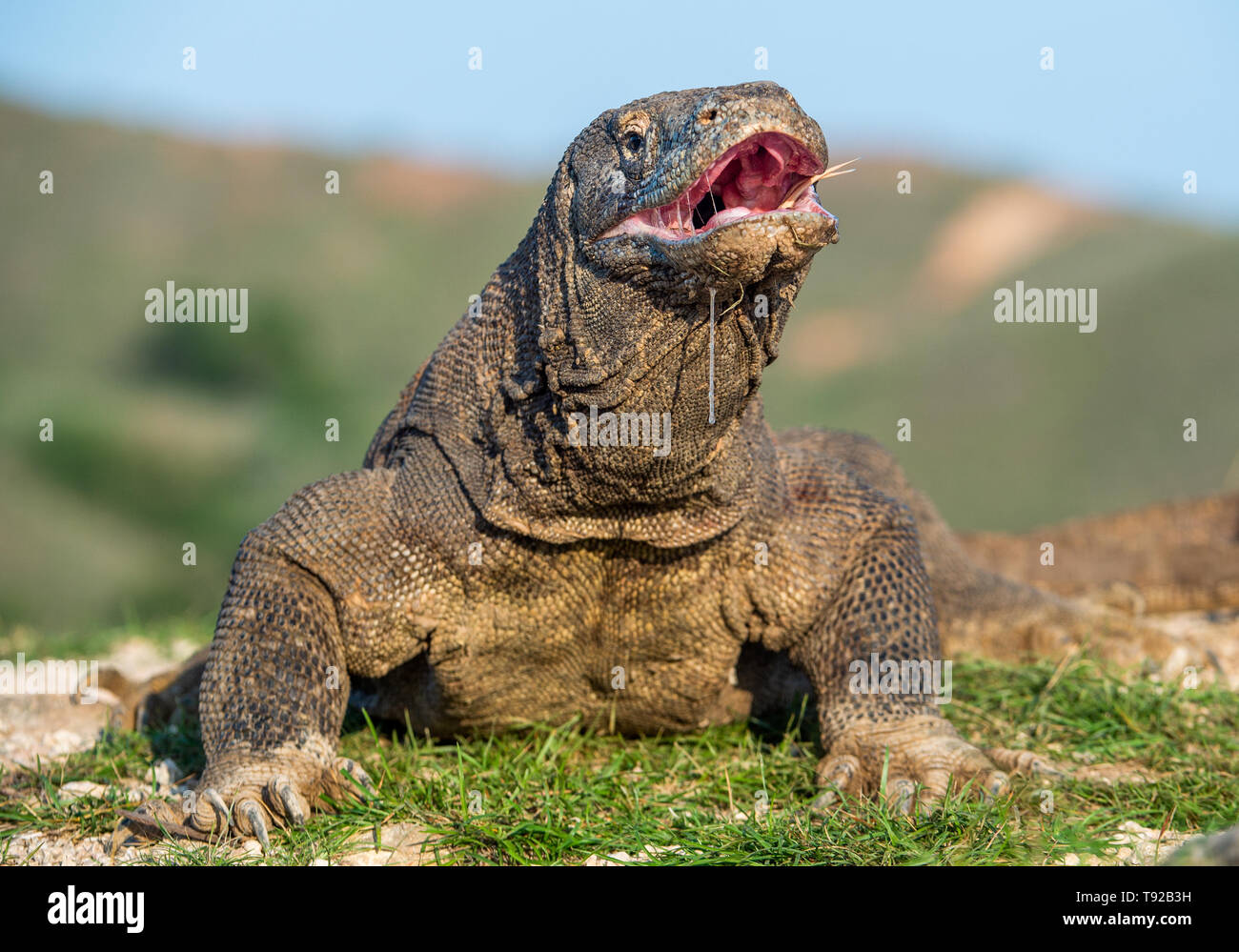 Il drago di Komodo ha sollevato la testa e ha aperto una bocca. Nome scientifico: Varanus komodoensis, è la più grande lucertola vivente nel mondo. Hab naturale Foto Stock