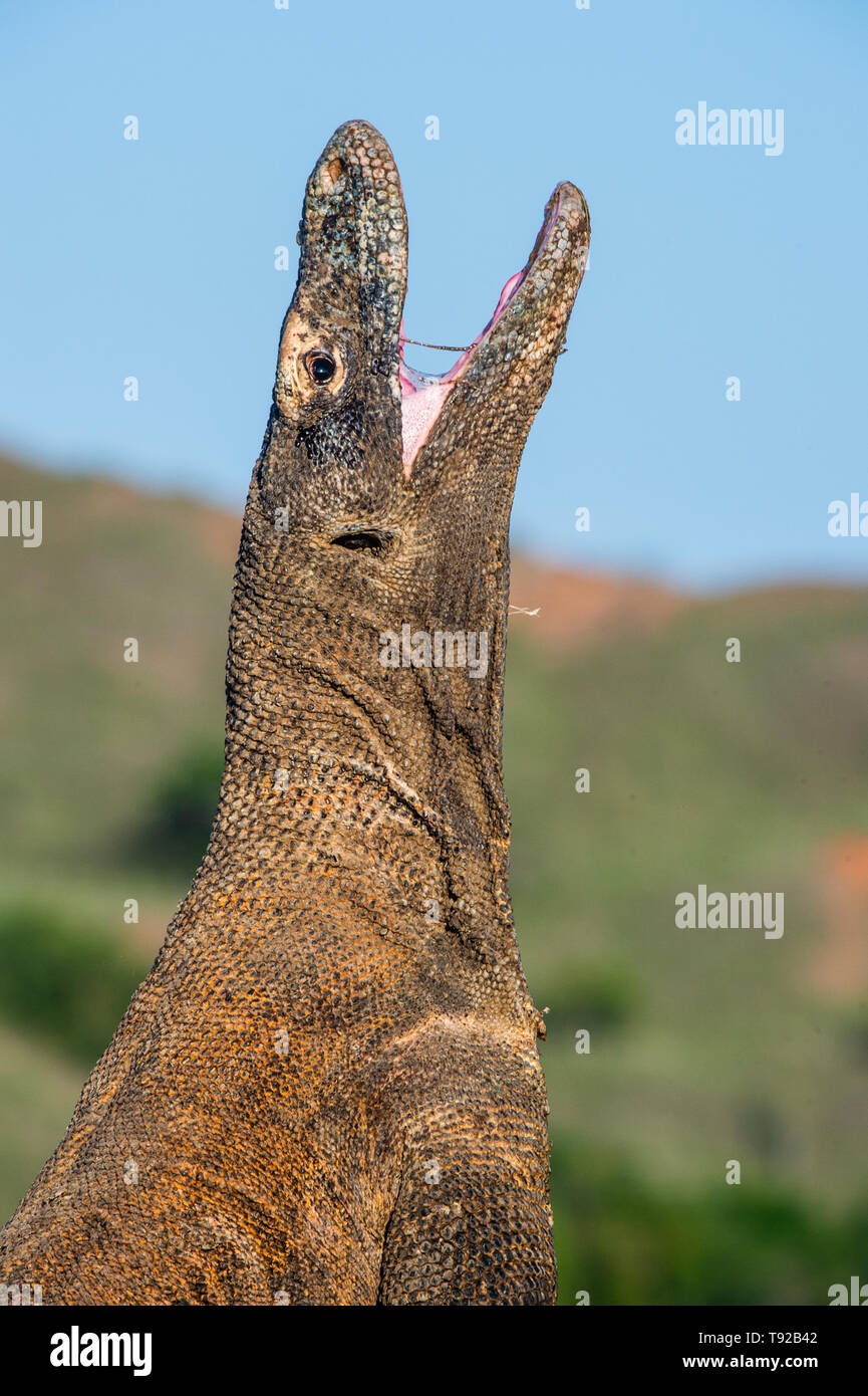 Il drago di Komodo ha sollevato la testa e ha aperto una bocca. Nome scientifico: Varanus komodoensis, è la più grande lucertola vivente nel mondo. Hab naturale Foto Stock