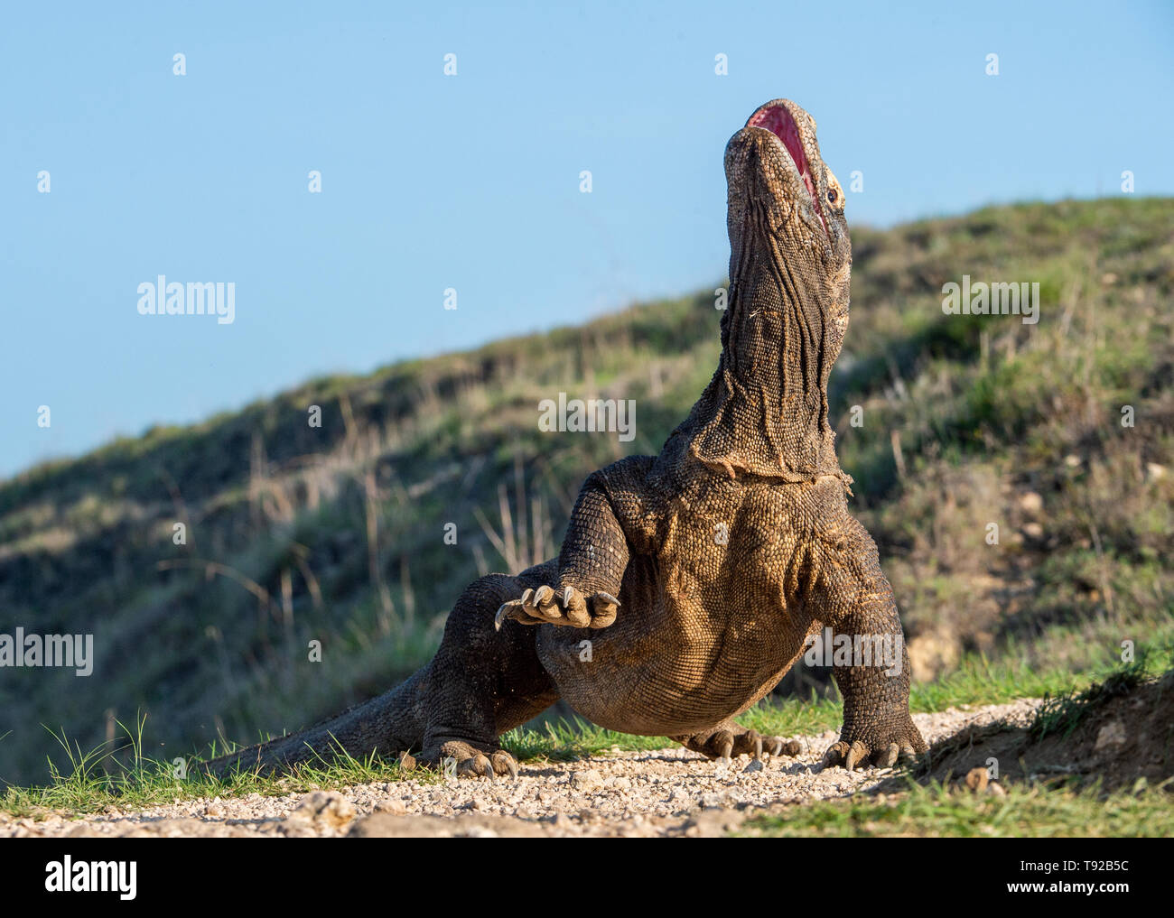 Il drago di Komodo ha sollevato la testa e ha aperto una bocca. Nome scientifico: Varanus komodoensis, è la più grande lucertola vivente nel mondo. Hab naturale Foto Stock