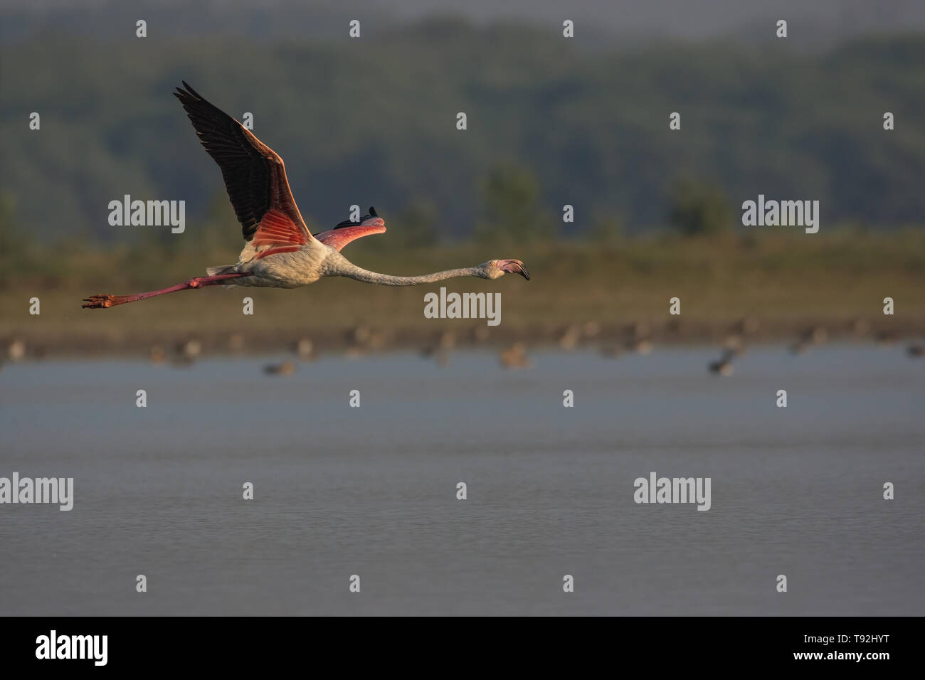 Fenicottero maggiore (Phoenicopterus roseus) in volo. Foto Stock