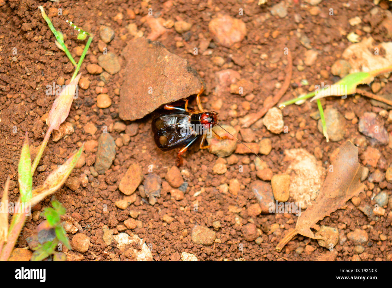 Cricket facendo rumore, Gryllidae, Satara, Maharashtra, India. Foto Stock