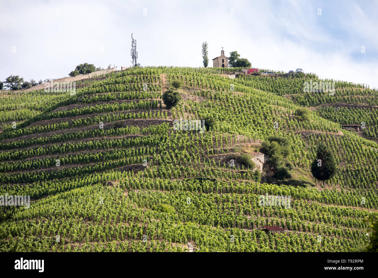 Vista del M. Chapoutier Crozes-Hermitage vigneti a Tain l'Hermitage, la valle del Rodano, Francia Foto Stock