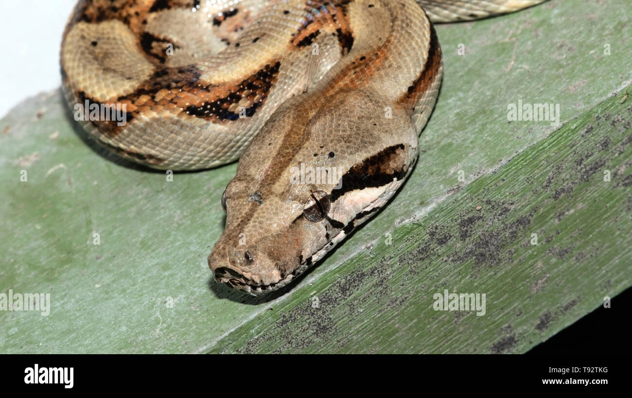 Boa Constrictor, Selva Verde, Costa Rica 28 Marzo 2019 Foto Stock