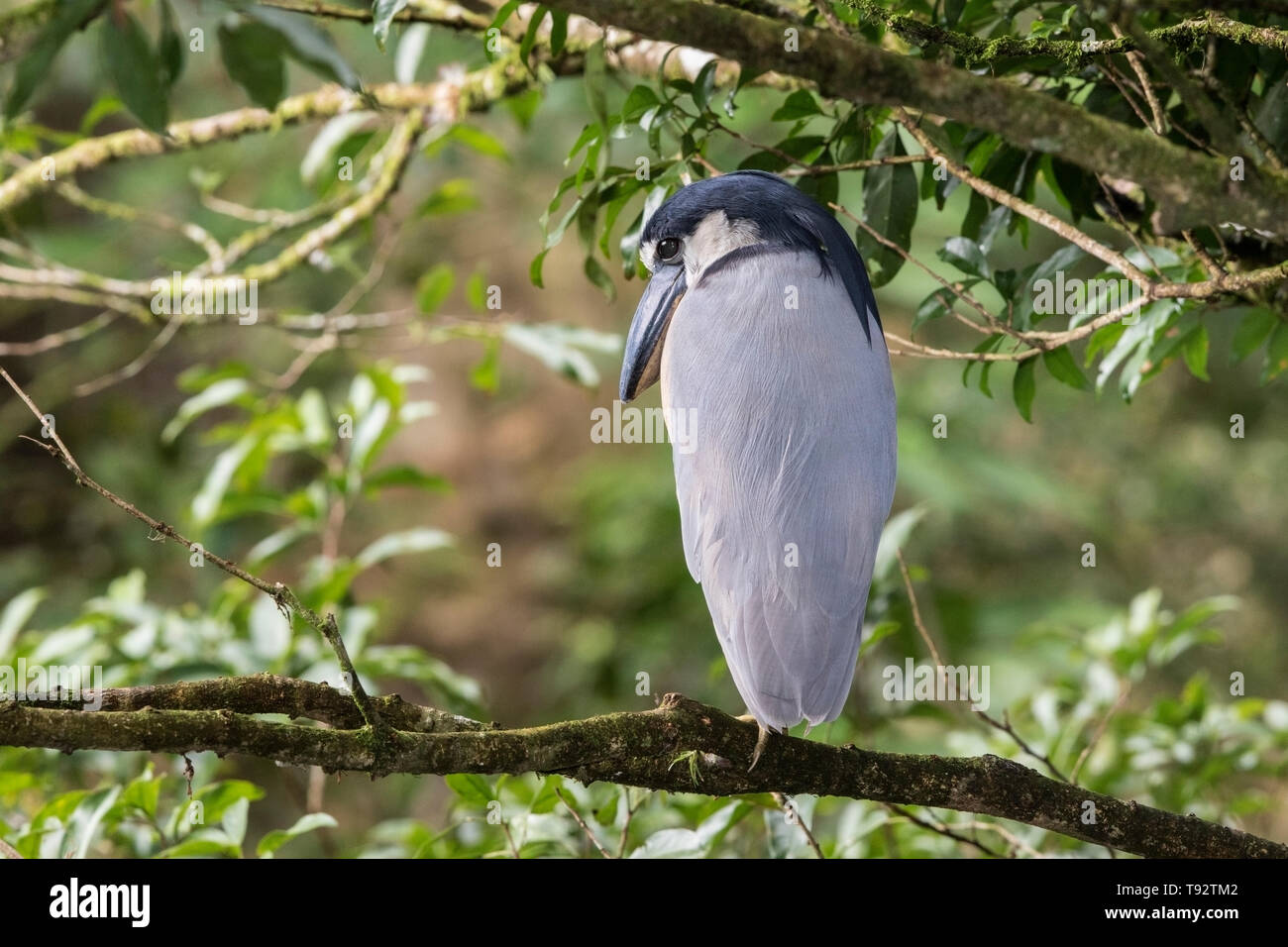 Barca-fatturato Heron, adulti arroccato nella struttura ad albero, Selva Verde, Costa Rica 27 Marzo 2019 Foto Stock