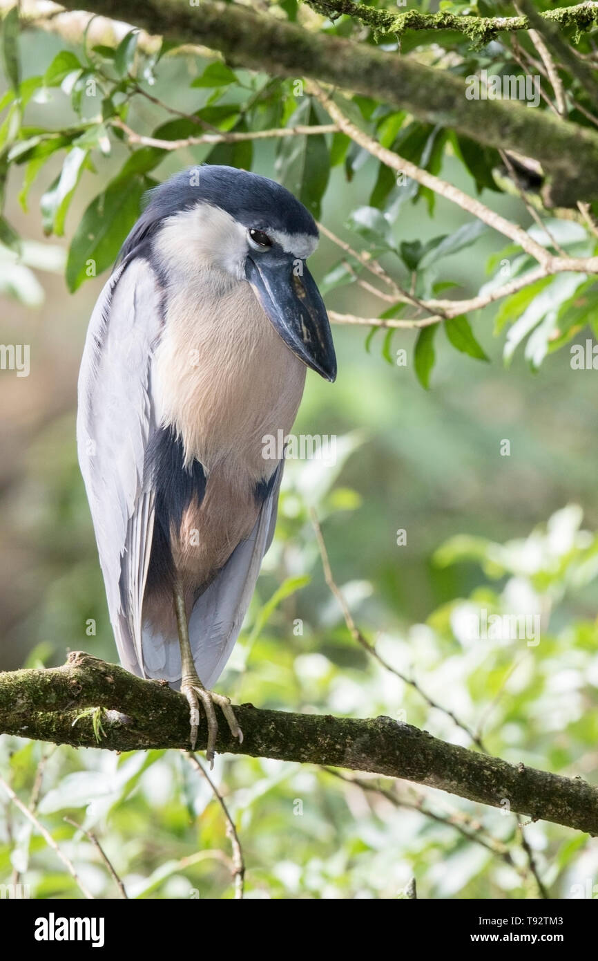 Barca-fatturato Heron, adulti arroccato nella struttura ad albero, Selva Verde, Costa Rica 27 Marzo 2019 Foto Stock