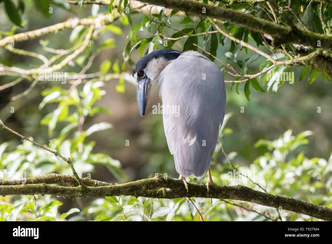 Barca-fatturato Heron, adulti arroccato nella struttura ad albero, Selva Verde, Costa Rica 27 Marzo 2019 Foto Stock