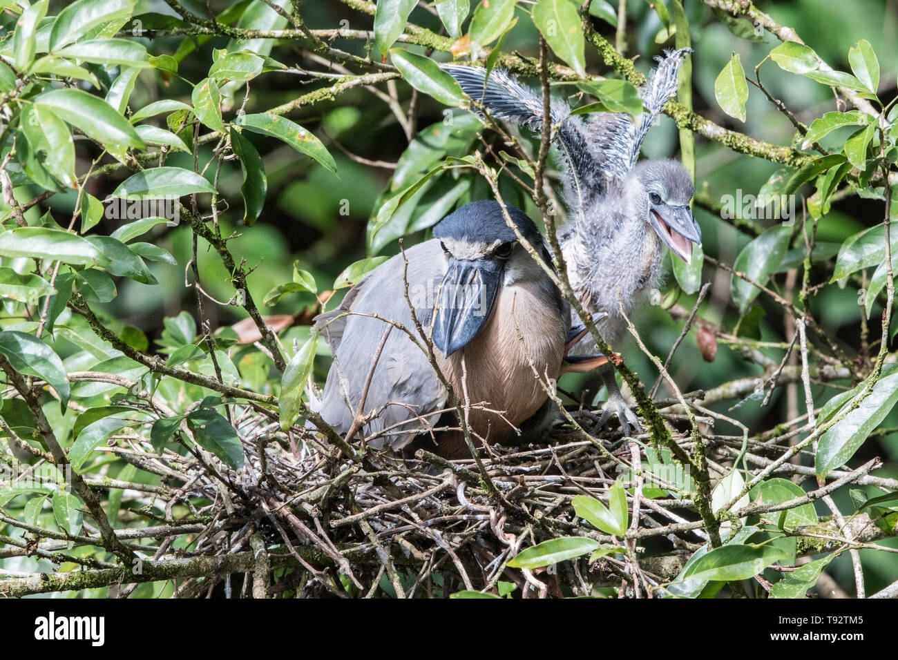 Barca-fatturato Heron, adulti e pulcini sul nido, Selva Verde, Costa Rica 27 Marzo 2019 Foto Stock