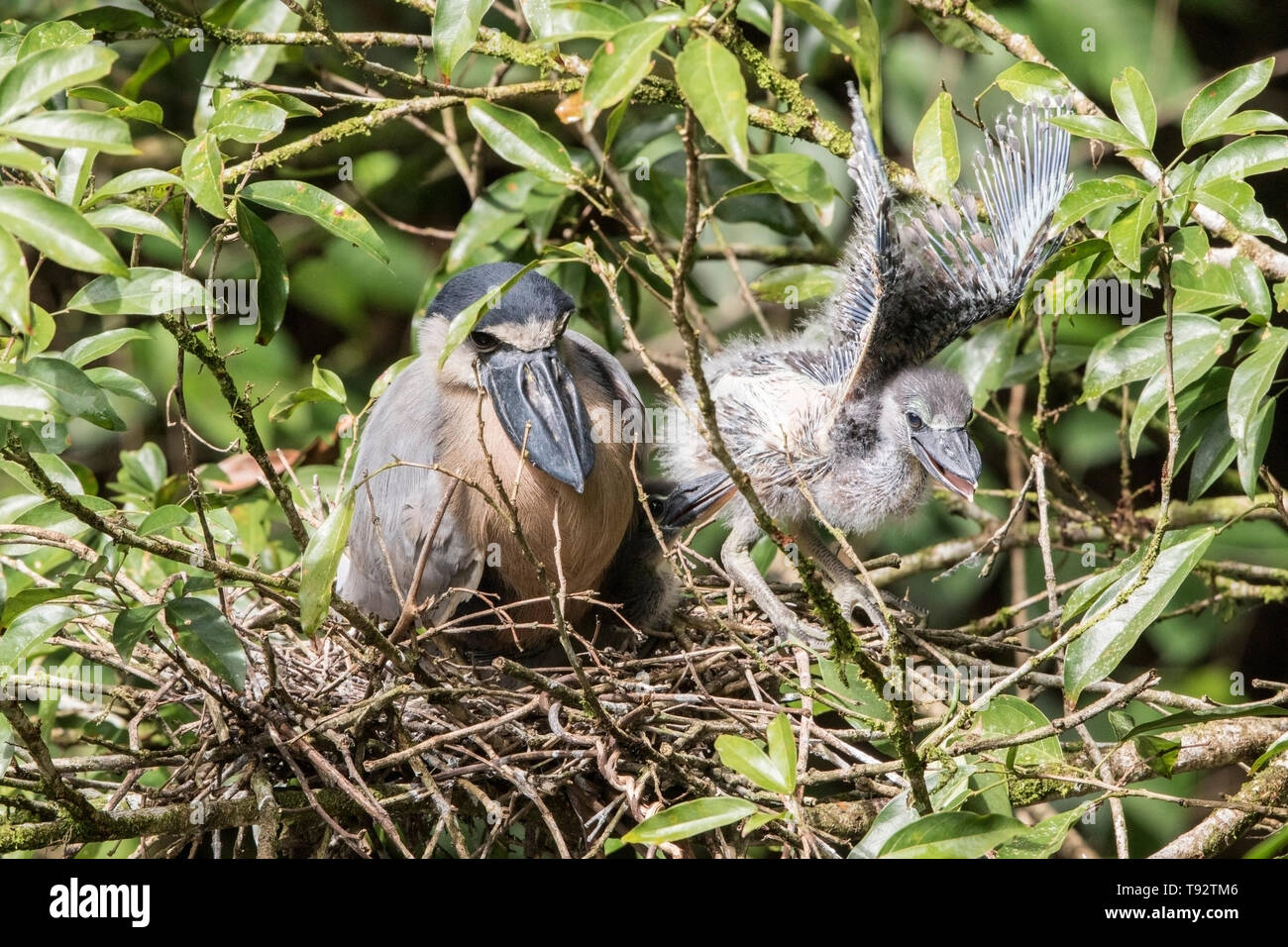 Barca-fatturato Heron, adulti e pulcini sul nido, Selva Verde, Costa Rica 27 Marzo 2019 Foto Stock