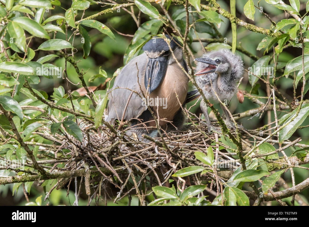 Barca-fatturato Heron, adulti e pulcini sul nido, Selva Verde, Costa Rica 27 Marzo 2019 Foto Stock
