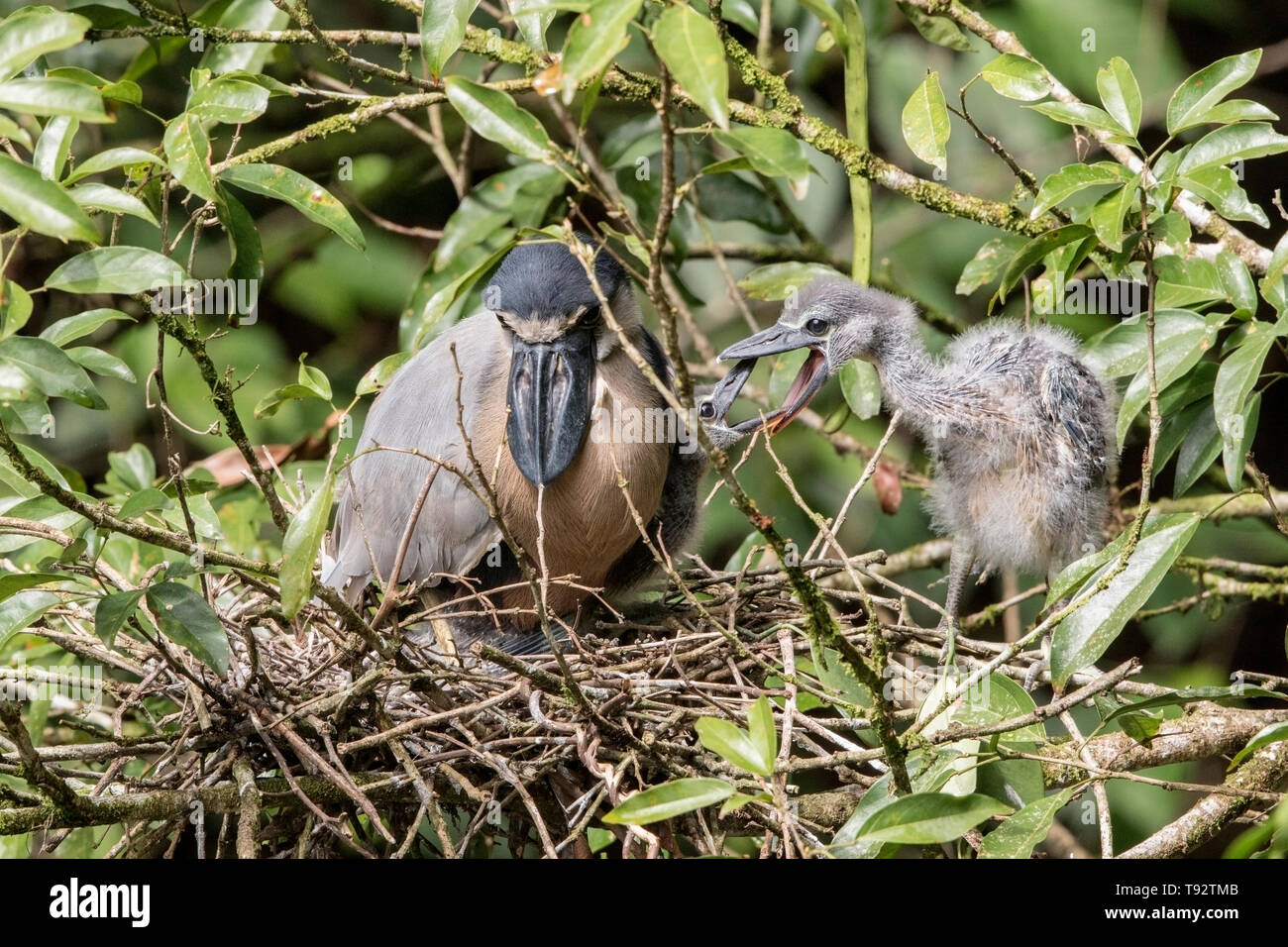 Barca-fatturato Heron, adulti e pulcini sul nido, Selva Verde, Costa Rica 27 Marzo 2019 Foto Stock