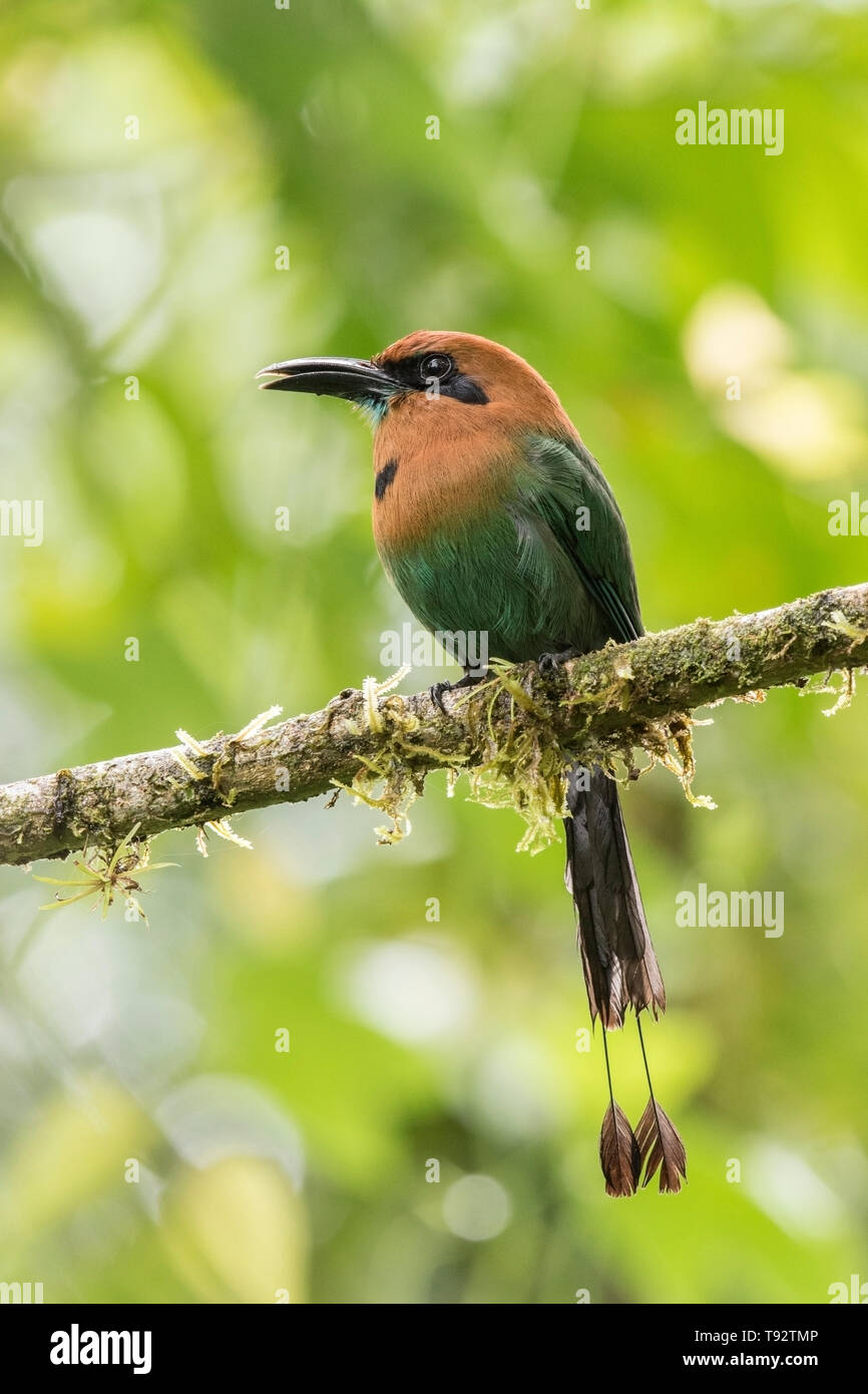 Ampia fatturati Motmot, appollaiato sul ramo in foresta, La Selva, Costa Rica 27 Marzo 2019 Foto Stock