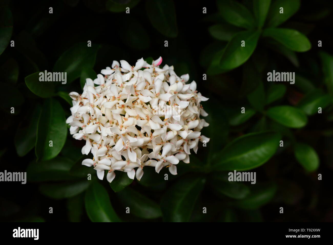 Primo piano della white ixora o spike fiore in piena fioritura Foto Stock