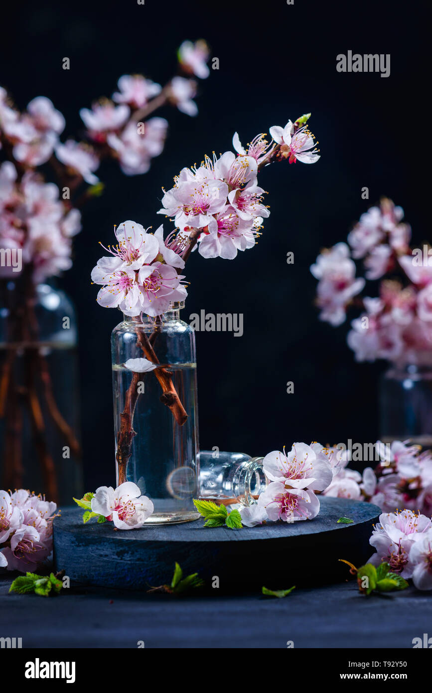 Fiore di Ciliegio in bottiglie di vetro con copia spazio. Dark ancora vita fragile con fiori di colore rosa Foto Stock