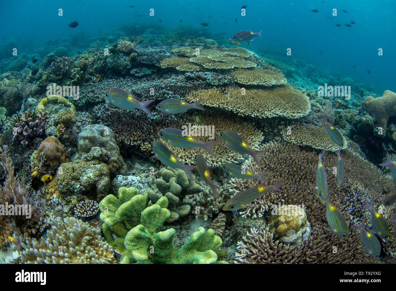 Ampio striping-eye orate (Gnathodentex aureolineatus), Raja Ampat, Papua occidentale, in Indonesia. Foto Stock