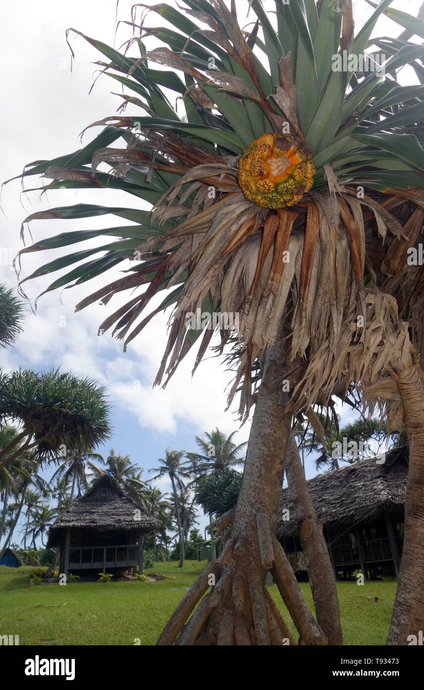 Palme pandanus e bungalow a White Beach, Port Risoluzione, Tanna, Vanauatu. N. PR Foto Stock
