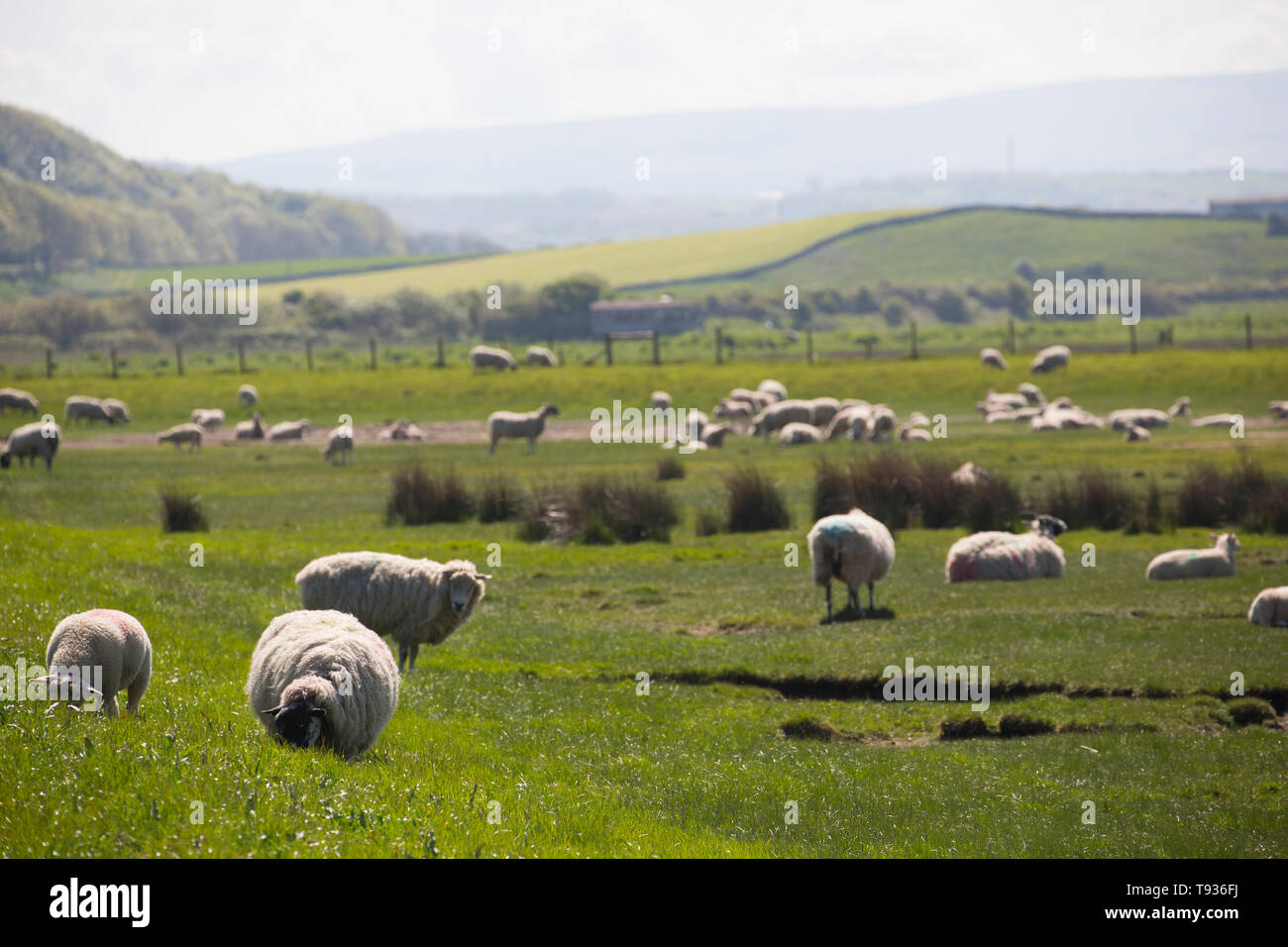 Gli ovini e i loro agnelli pascolano sul tidal paludi saline vicino a Jenny Brown's punto vicino al villaggio di Silverdale sul bordo di Morecambe Bay. Lancashi Foto Stock