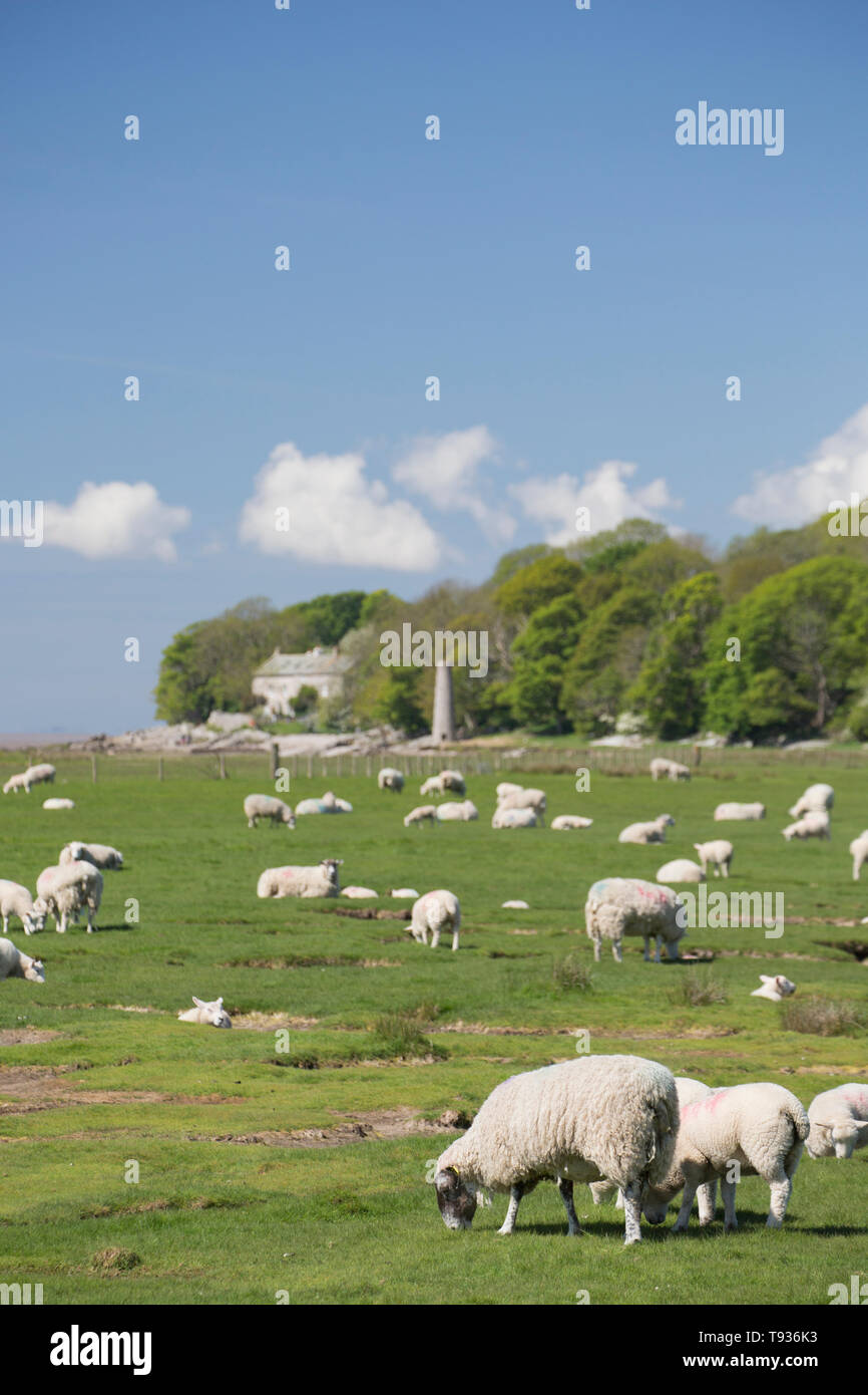 Gli ovini e i loro agnelli pascolano sul tidal paludi saline vicino a Jenny Brown's Point, che può essere visto in lontananza, nei pressi del villaggio di Silverdale su Foto Stock