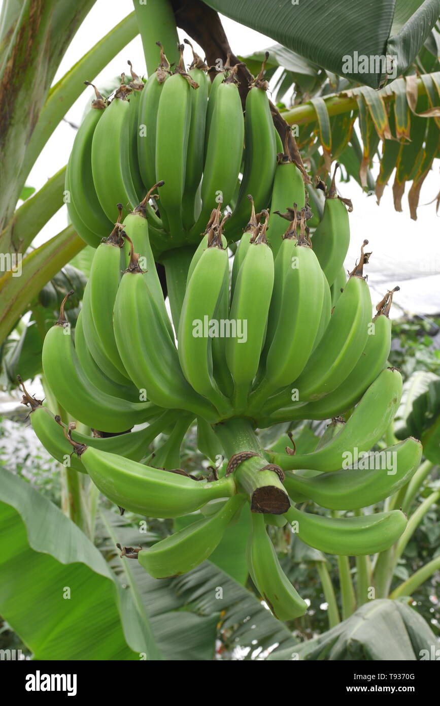 Grappolo di banane verdi maturazione sotto il coperchio, Tasneem Farm, Shakurah, Regno del Bahrein Foto Stock