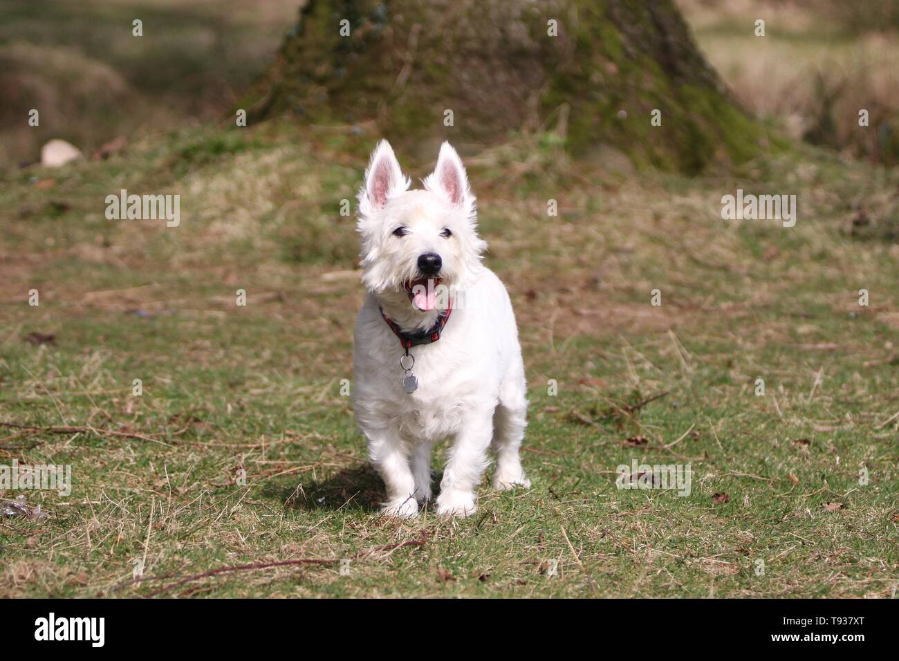 Il West Highland terrier sembra maestoso. Foto Stock