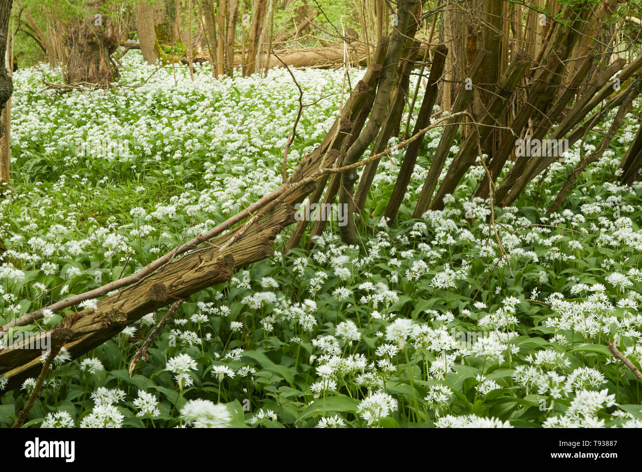 Aglio selvatico, riscatta e rotture della recinzione in una molla paesaggio boschivo, England, Regno Unito, Europa Foto Stock