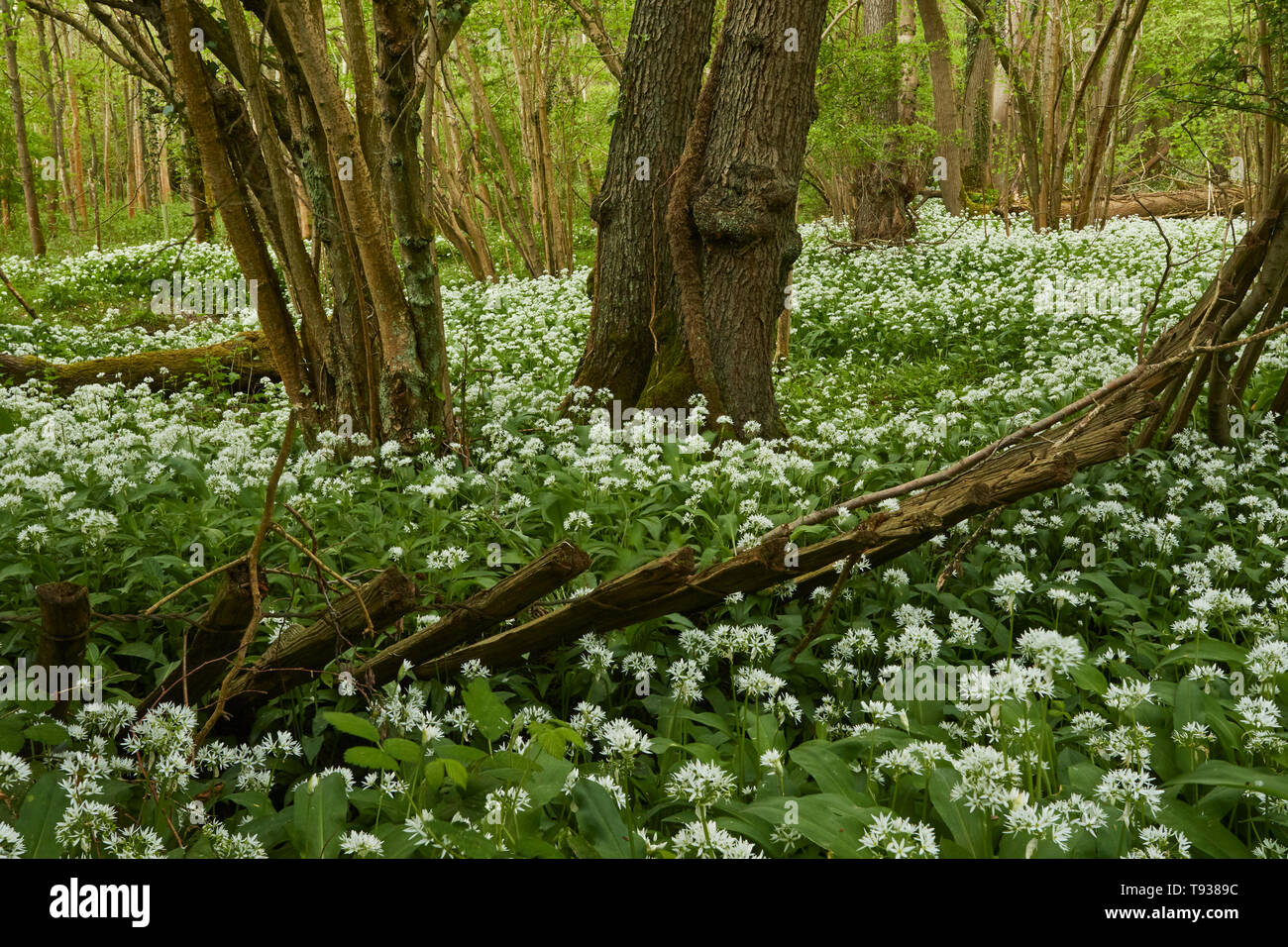 Aglio selvatico, riscatta e rotture della recinzione in una molla paesaggio boschivo, England, Regno Unito, Europa Foto Stock