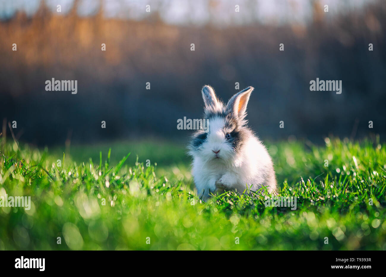 Piccolo coniglio su erba verde nella giornata di primavera Foto Stock