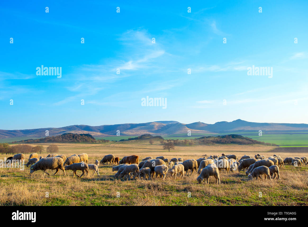 Gregge di pecore al tramonto in sprintime Foto Stock