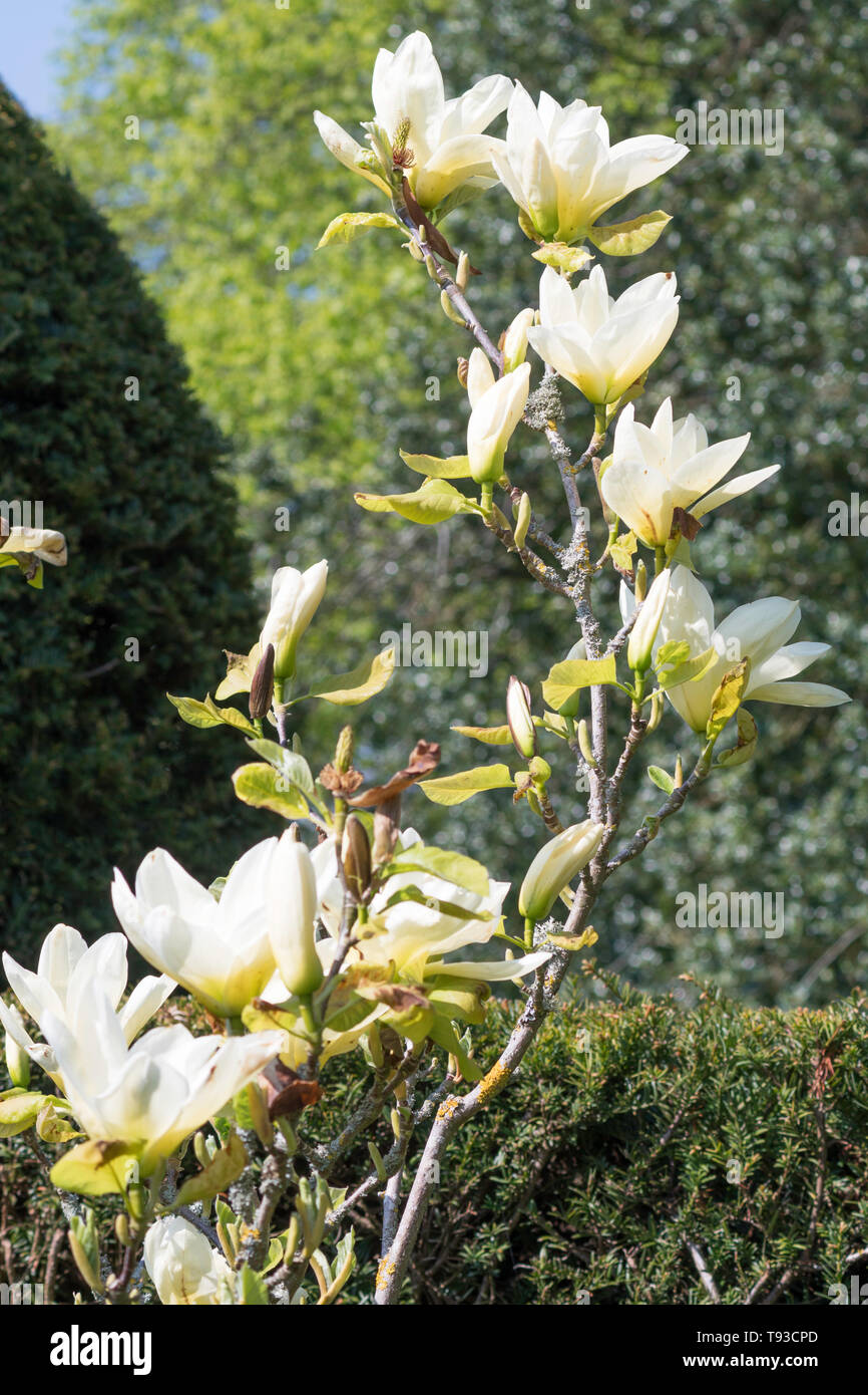 Magnolia denudata del Fiume Giallo, England, Regno Unito Foto Stock