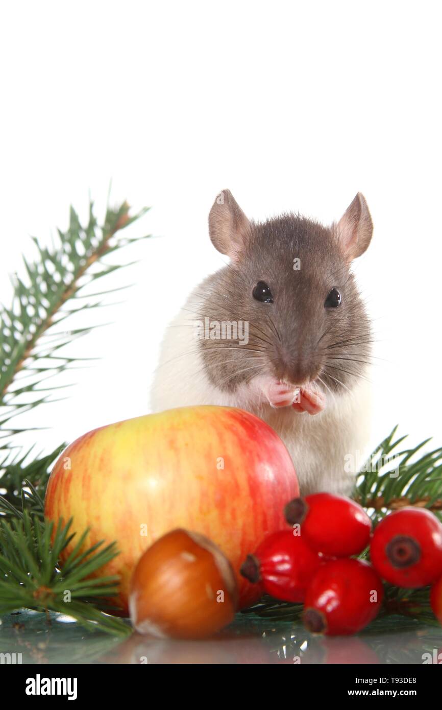 Ratto operato Foto Stock