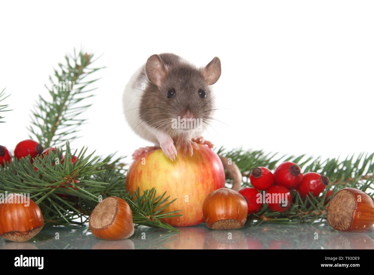 Ratto operato Foto Stock