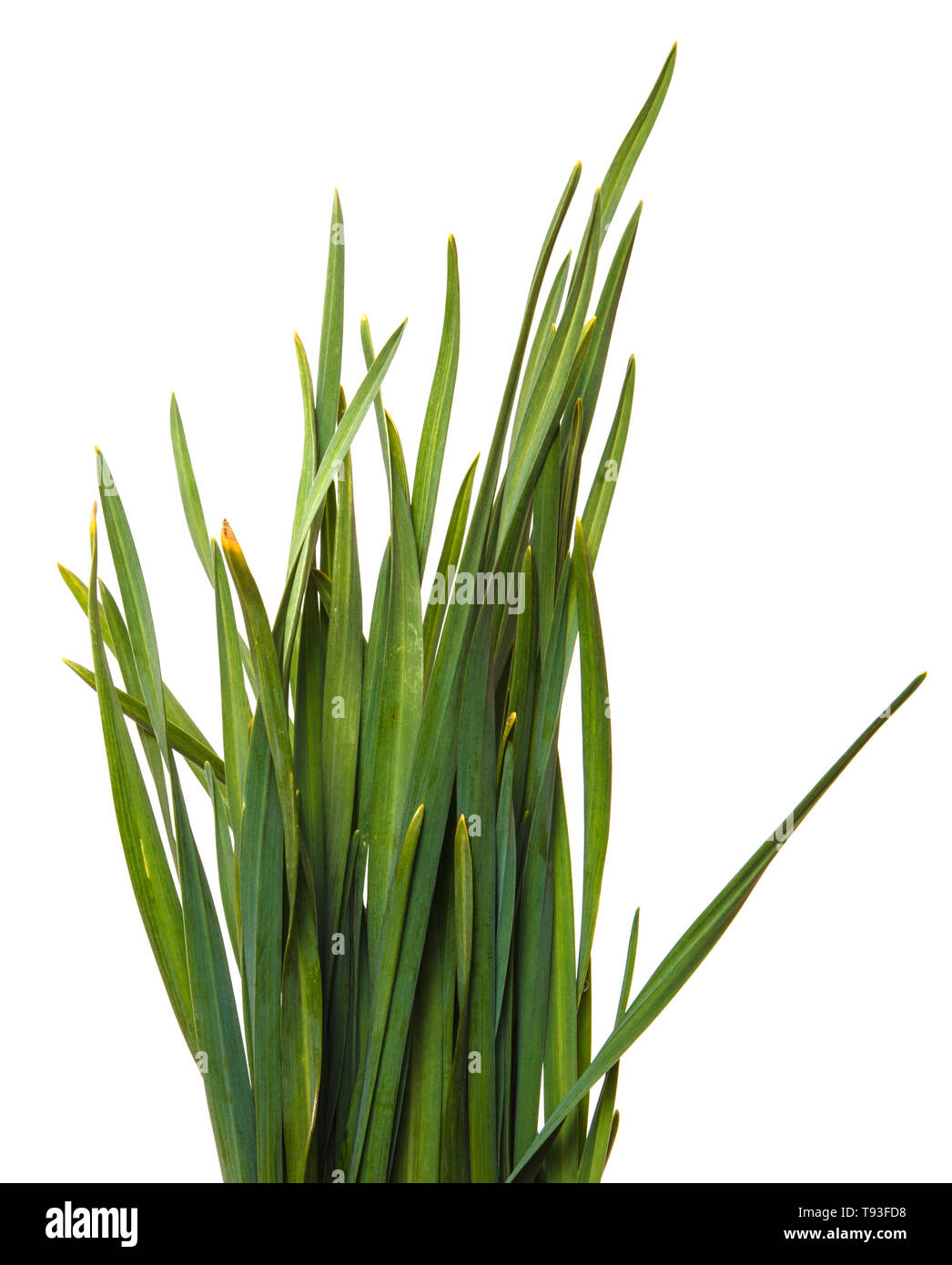 Un mazzetto di erba verde. Isolato su bianco Foto Stock