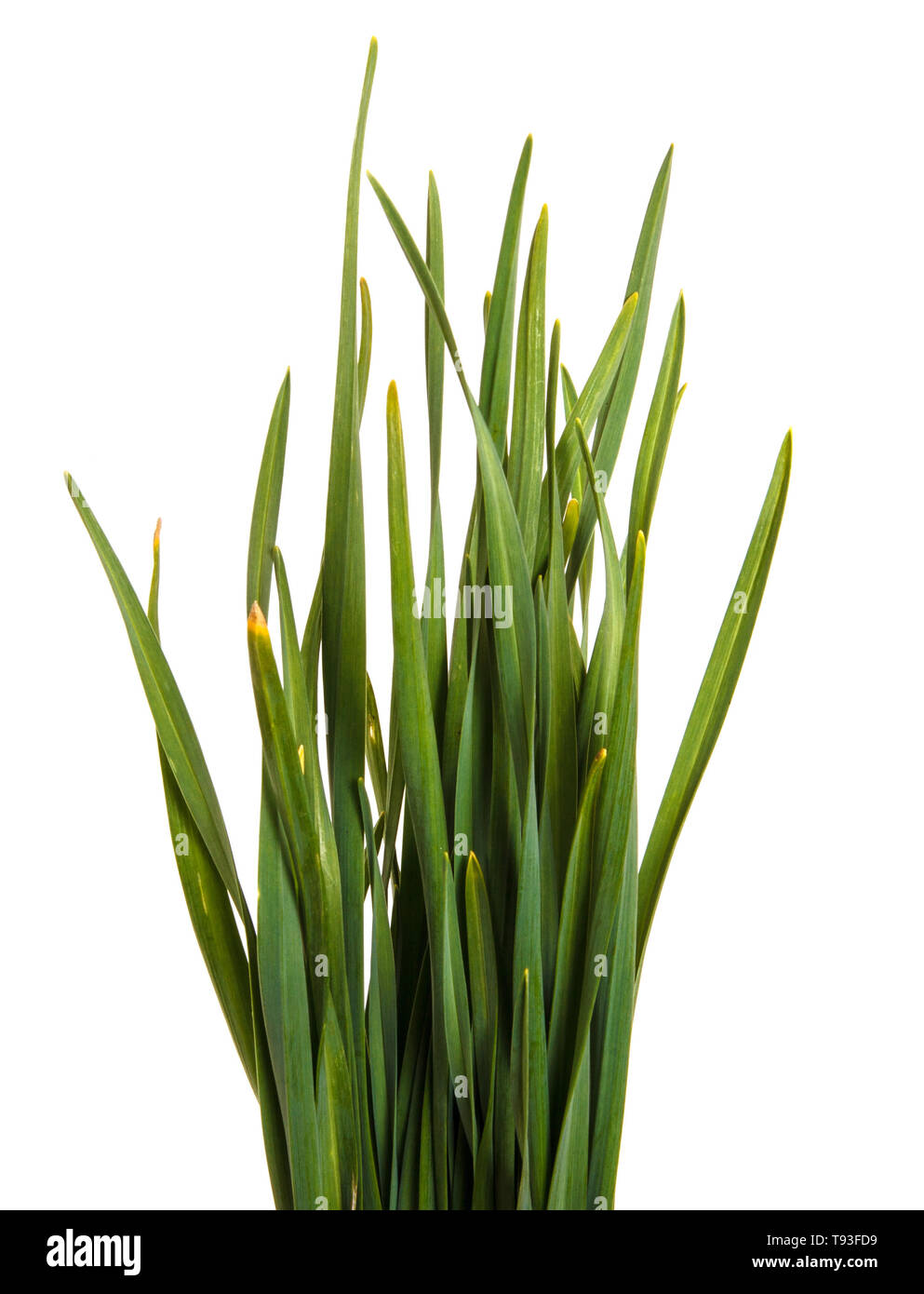 Un mazzetto di erba verde. Isolato su bianco Foto Stock
