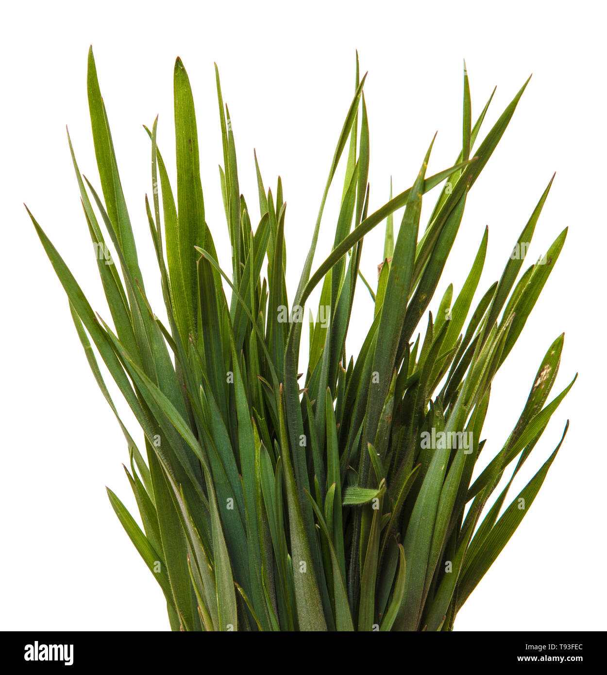 Un mazzetto di erba verde. Isolato su bianco Foto Stock