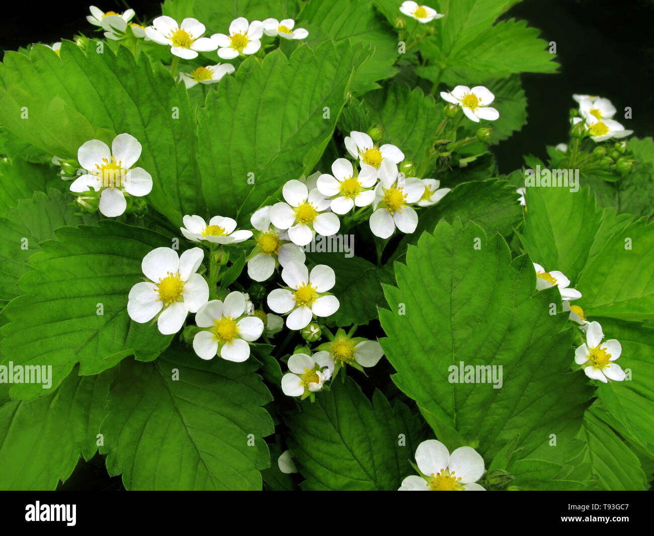 Primo piano di bellissimi fiori di fragola Foto Stock