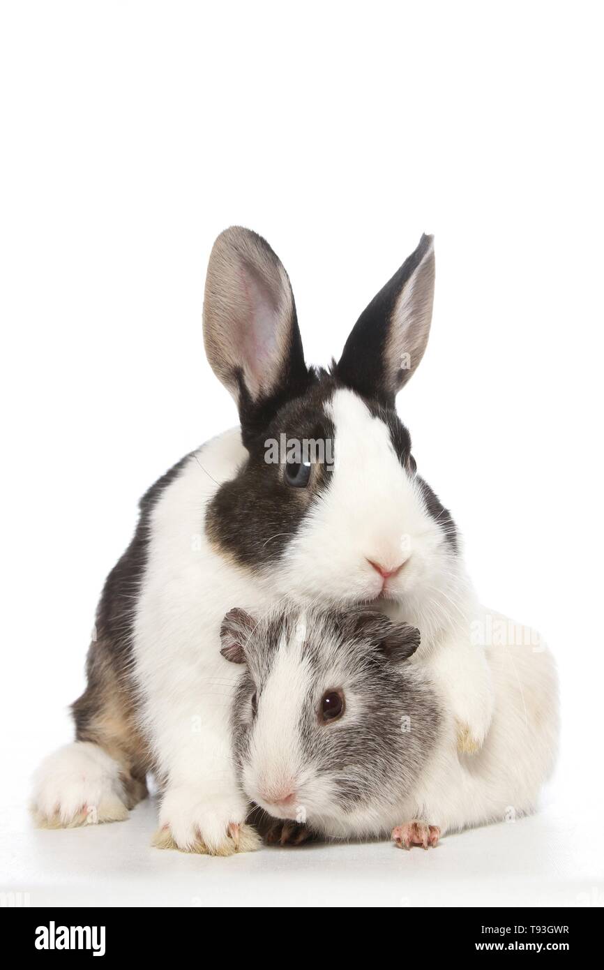 Netherland Dwarf e liscia con capelli cavia Foto Stock