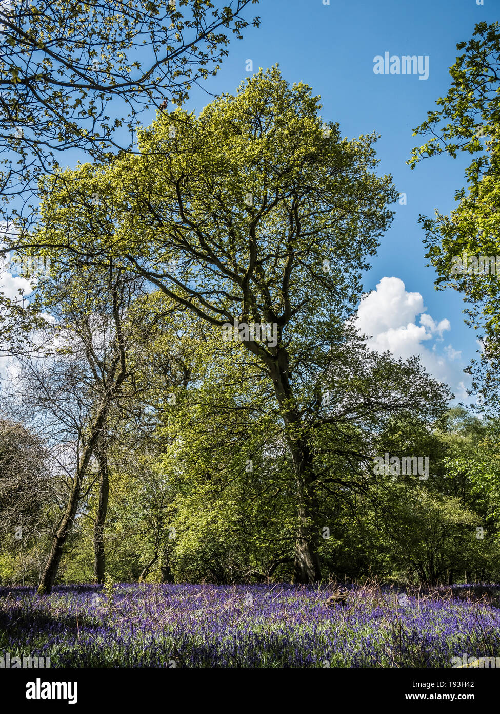 Primavera delizia con colorati Bluebells e Crab Apple alberi in legno Flakebridge vicino a Appleby in Cumbria Foto Stock