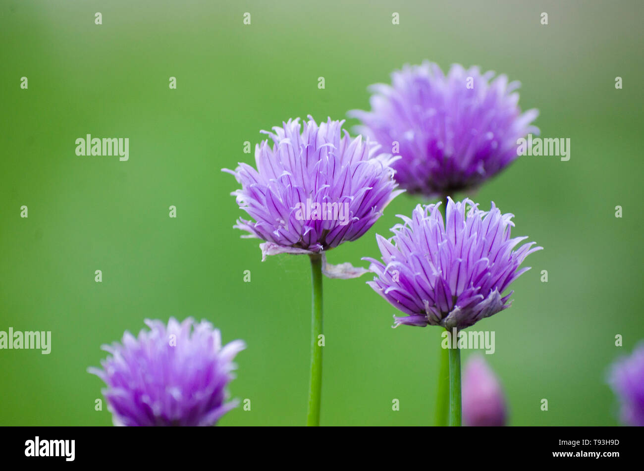 Viola erba cipollina dettagliate di fiori, fiori erbe Allium schoenoprasum aglio una pianta che fiorisce e dare il nettare per uso alimentare, è commestibile Foto Stock