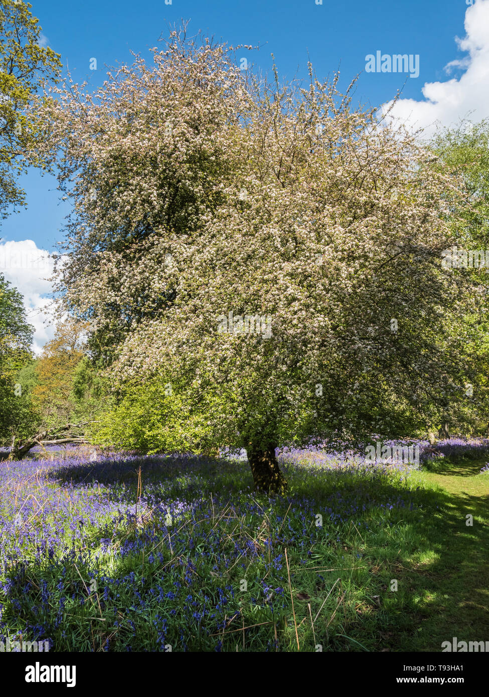 Primavera delizia con colorati Bluebells e Crab Apple alberi in legno Flakebridge vicino a Appleby in Cumbria Foto Stock