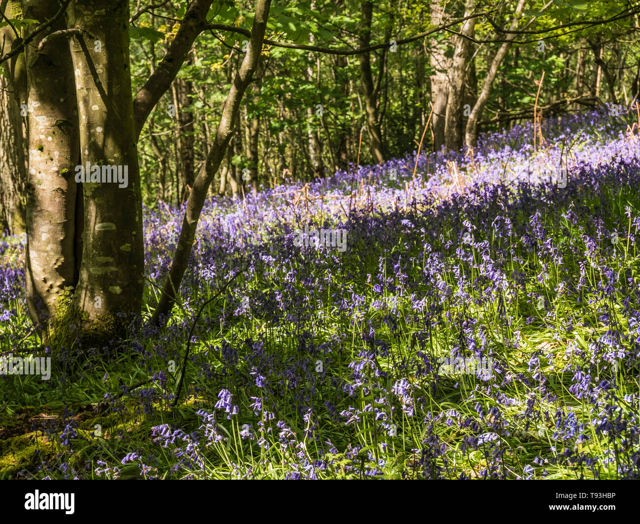 Primavera delizia con colorati Bluebells in legno Flakebridge vicino a Appleby in Cumbria Foto Stock
