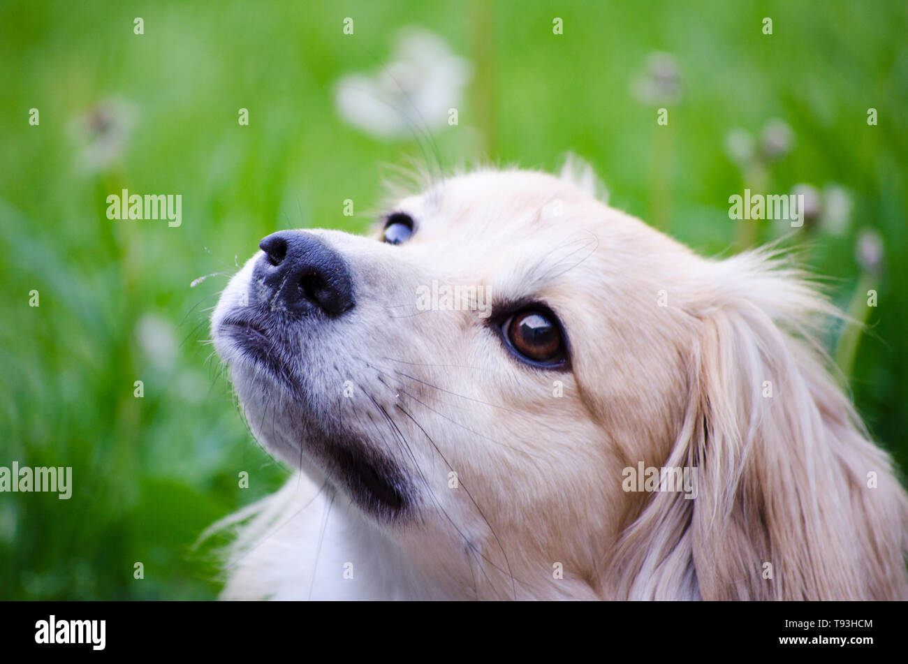Bionda e giovane cane giacente in erba staring up , carino giovane biondo cane cercando la lente della fotocamera. Luce parassita di colore biondo friendly cercando Foto Stock