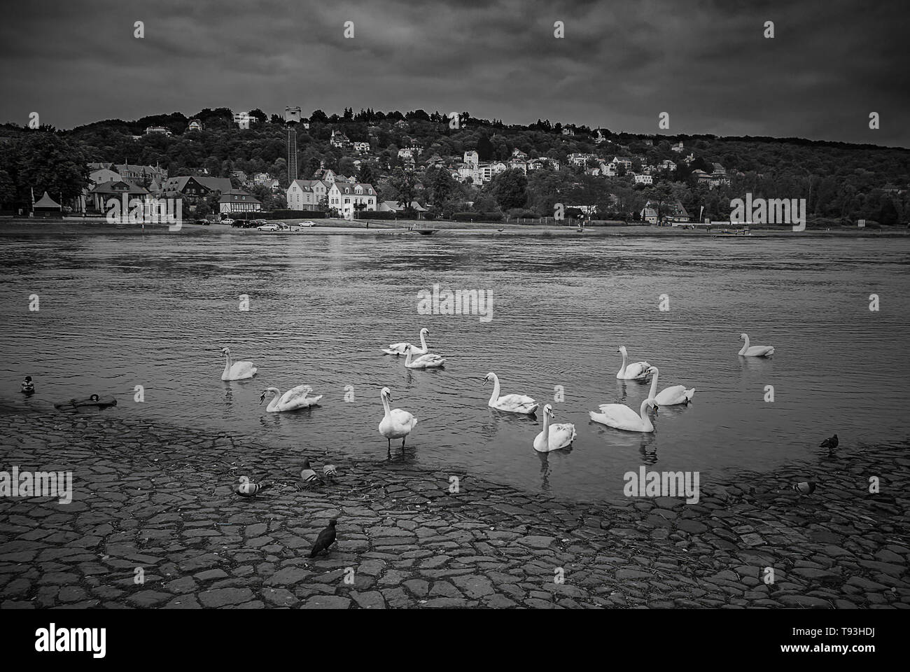 Cigni e altri uccelli presso le rive del fiume Elba nel distretto di Blasewitz con vista sul quartiere di Loschwitz, Dresda, Sassonia, Germania. Foto Stock