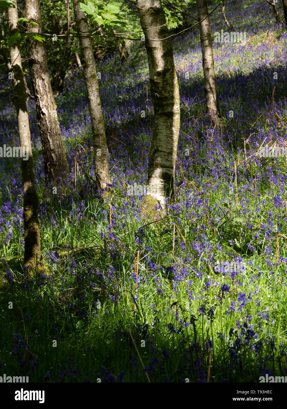 Primavera delizia con colorati Bluebells in legno Flakebridge vicino a Appleby in Cumbria Foto Stock
