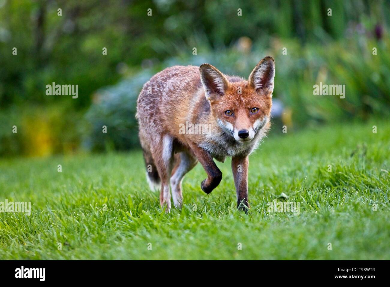 Femmina/vixen Red Fox in un giardino, East Sussex, Regno Unito Foto Stock