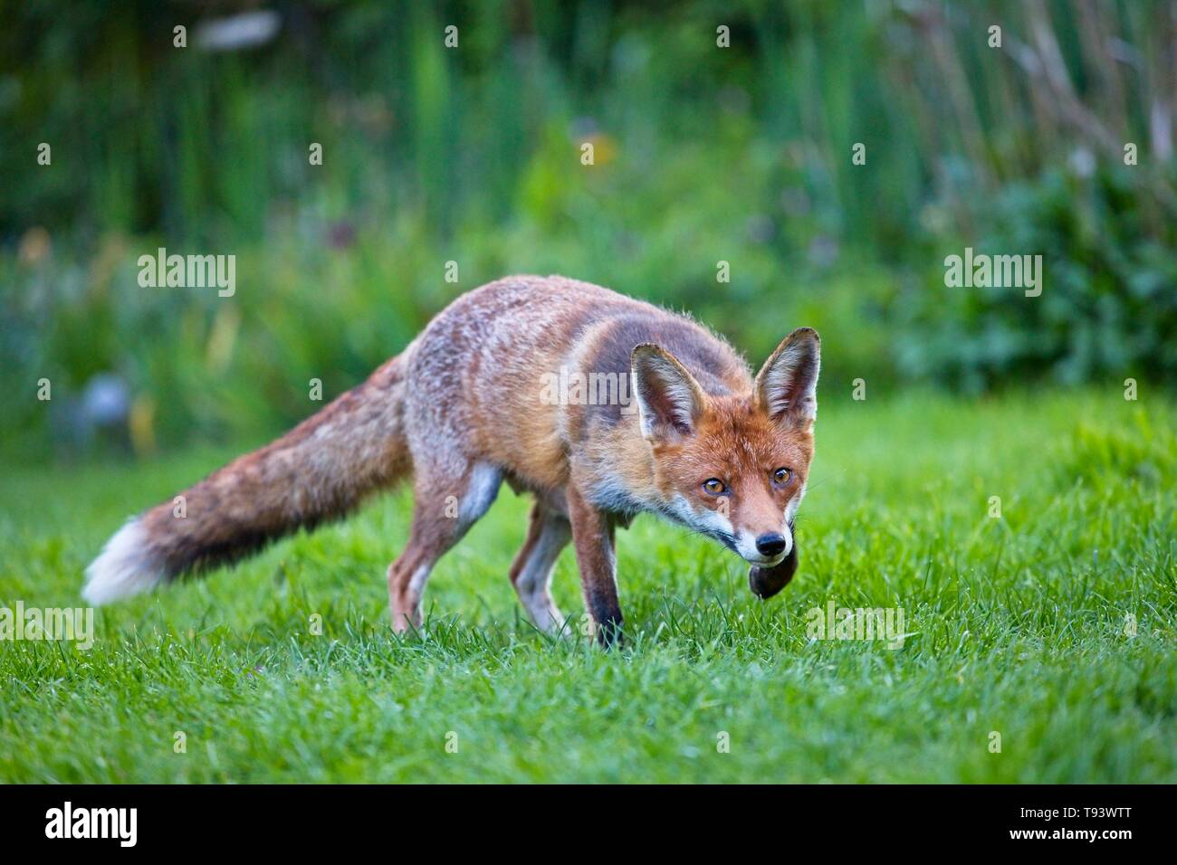 Femmina/vixen Red Fox in un giardino, East Sussex, Regno Unito Foto Stock